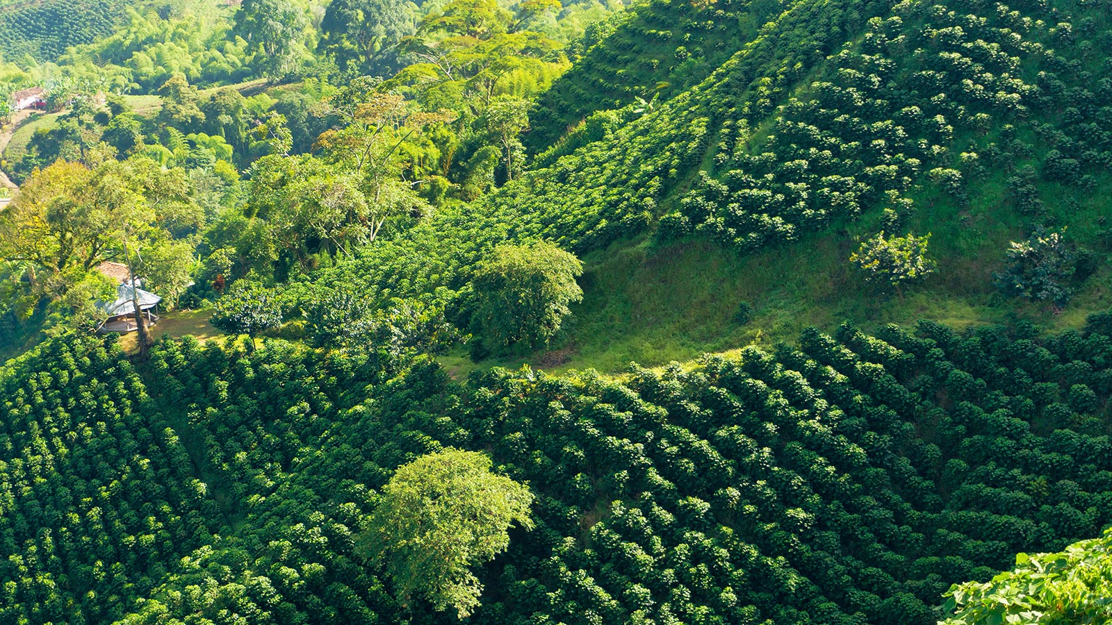 Producción de café: mejoras aún insuficientes